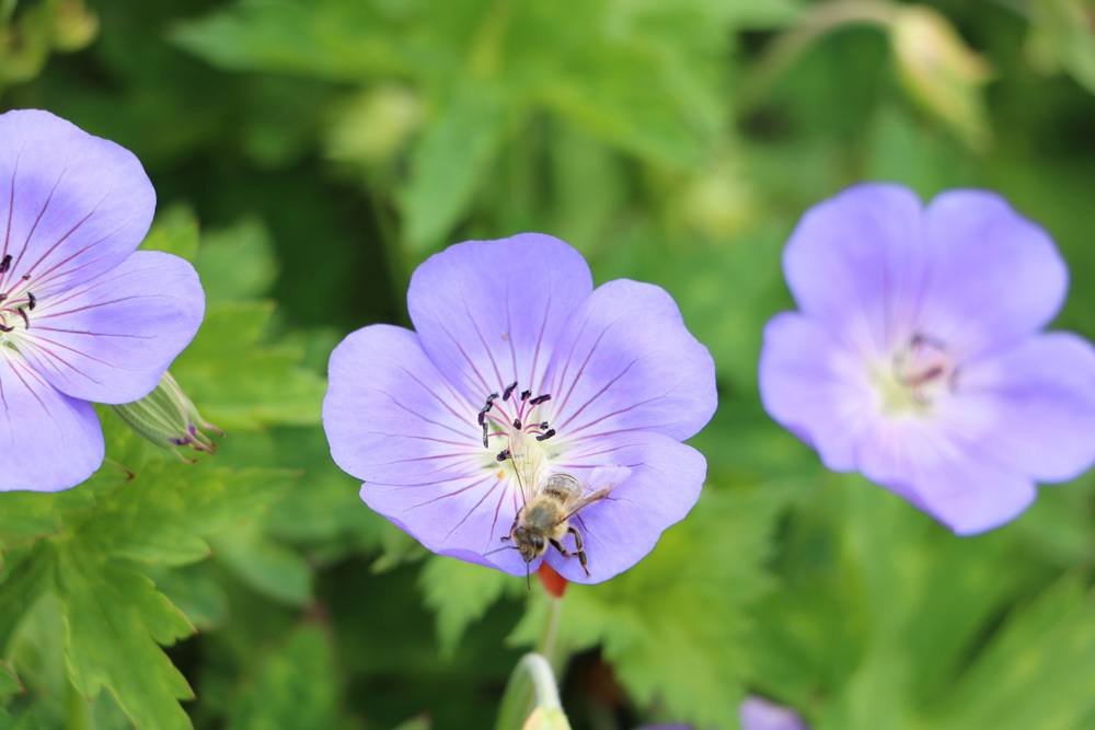 Biene an Storchenschnabel-Blüte