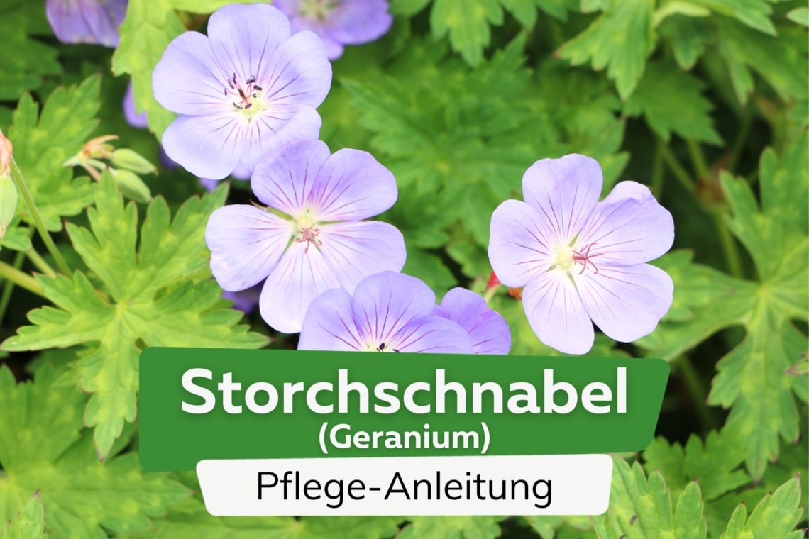 Storchschnabel (Geranium)