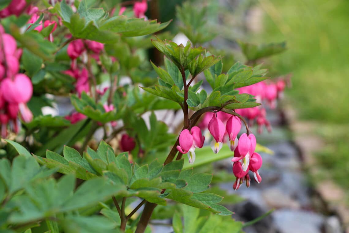 Tränendes Herz (Lamprocapnos spectabilis)