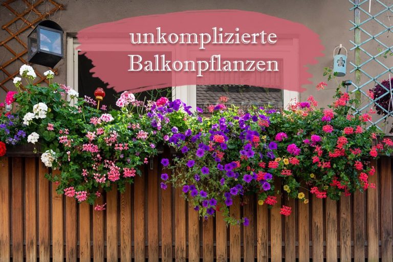 unkomplizierte Balkonpflanzen