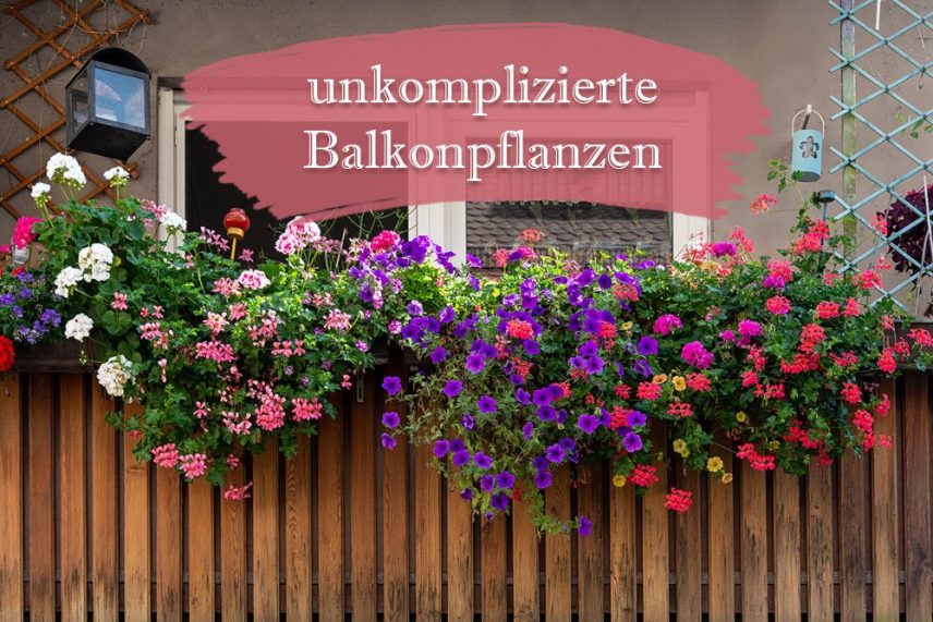 Unkomplizierte Balkonpflanzen 17 unempfindliche Balkonblumen