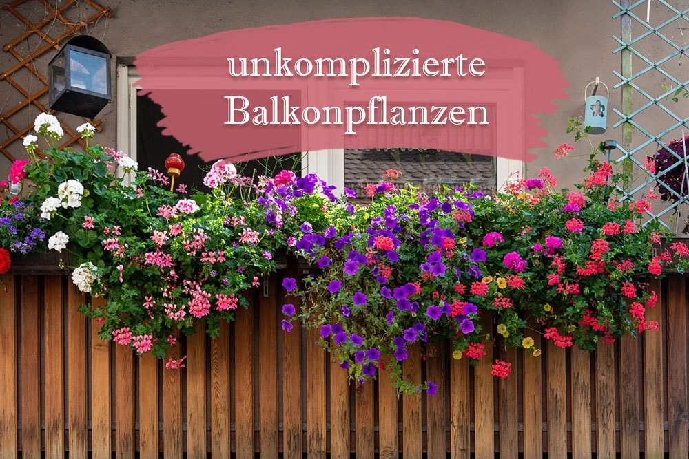 unkomplizierte Balkonpflanzen