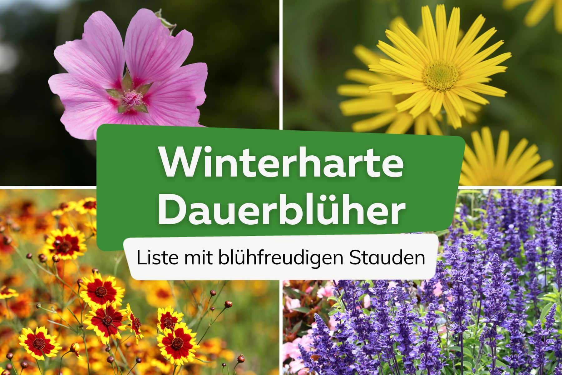 Winterharte Dauerblüher Titel