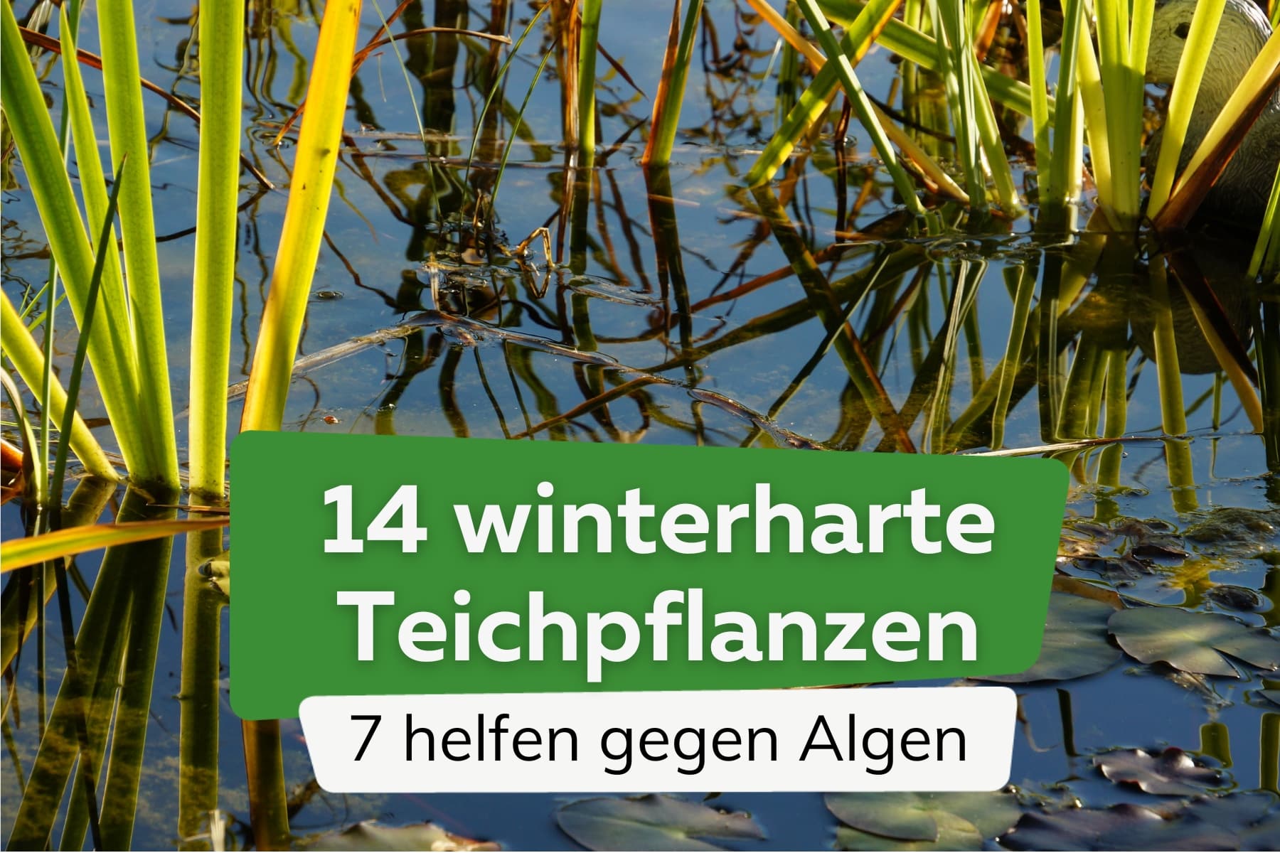 winterharte Teichpflanzen