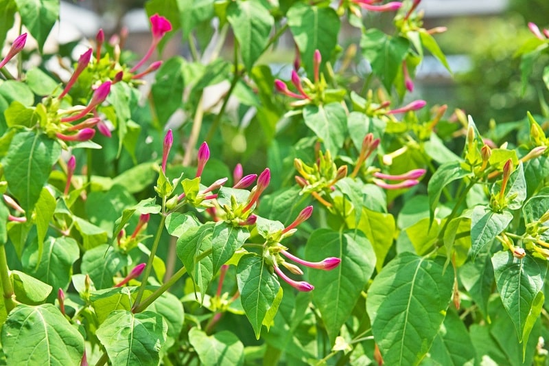 Wunderblume im Garten in der Sonne