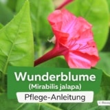 Wunderblume (Mirabilis jalapa)