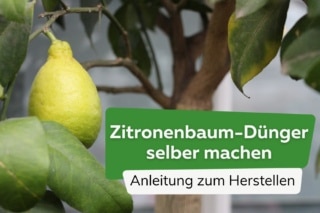 Zitronenbaum-Dnger selber machen: Anleitung zum Herstellen