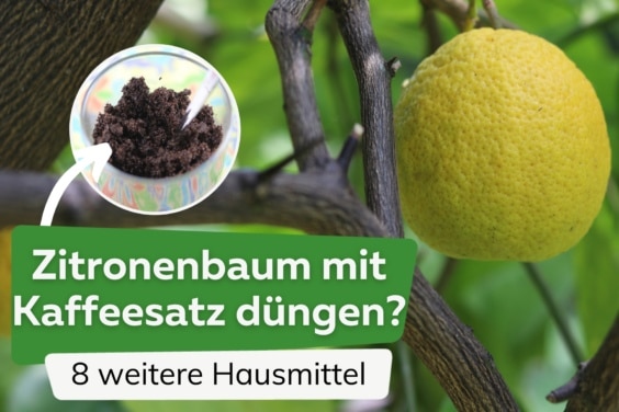 Zitronenbaum mit Kaffeesatz düngen