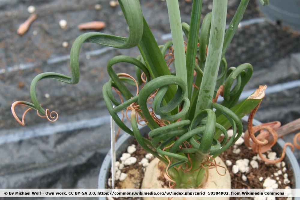 Albuca spiralis, Frizzle Sizzle