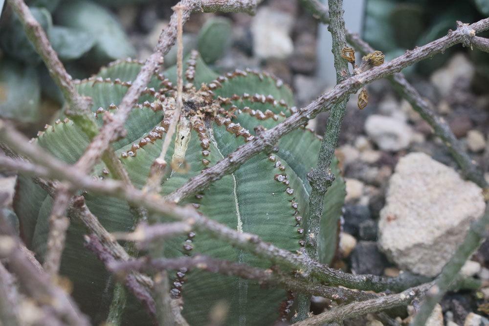 Baseball Wolfsmilch, Euphorbia obesa