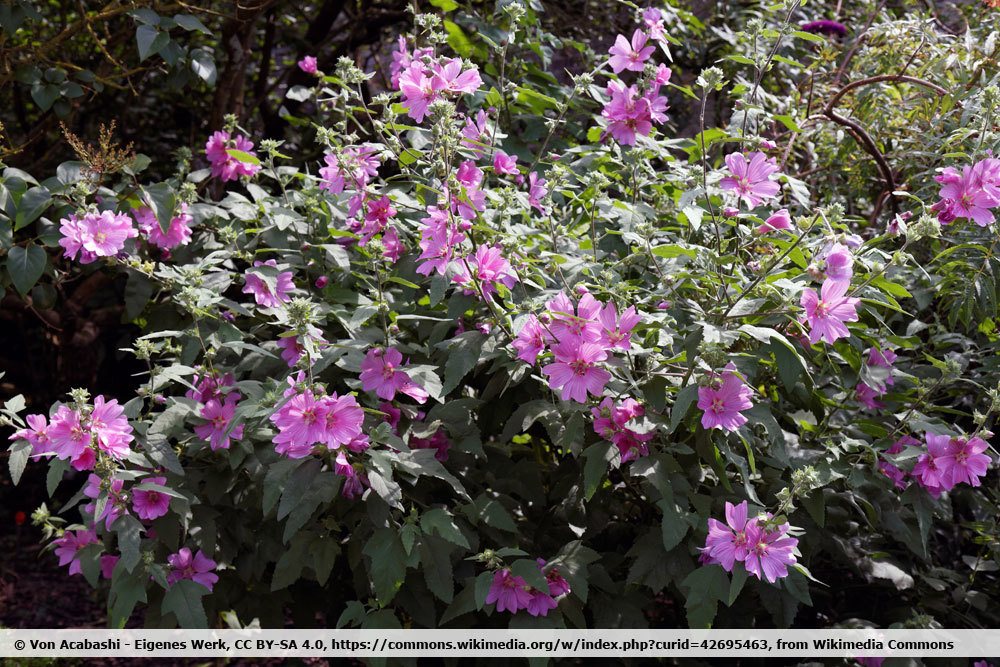 Baummalve, Malva arborea