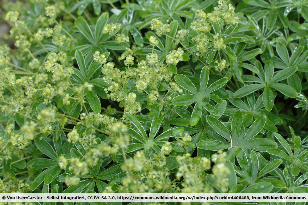 Berg Silbermantel, Alchemilla hoppeana