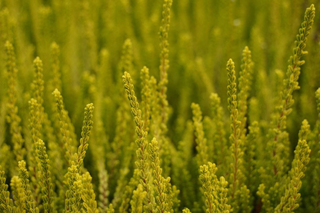 Besenheide, Calluna vulgaris