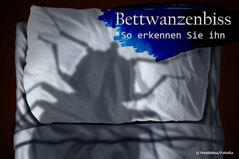 Bettwanzenbiss erkennen