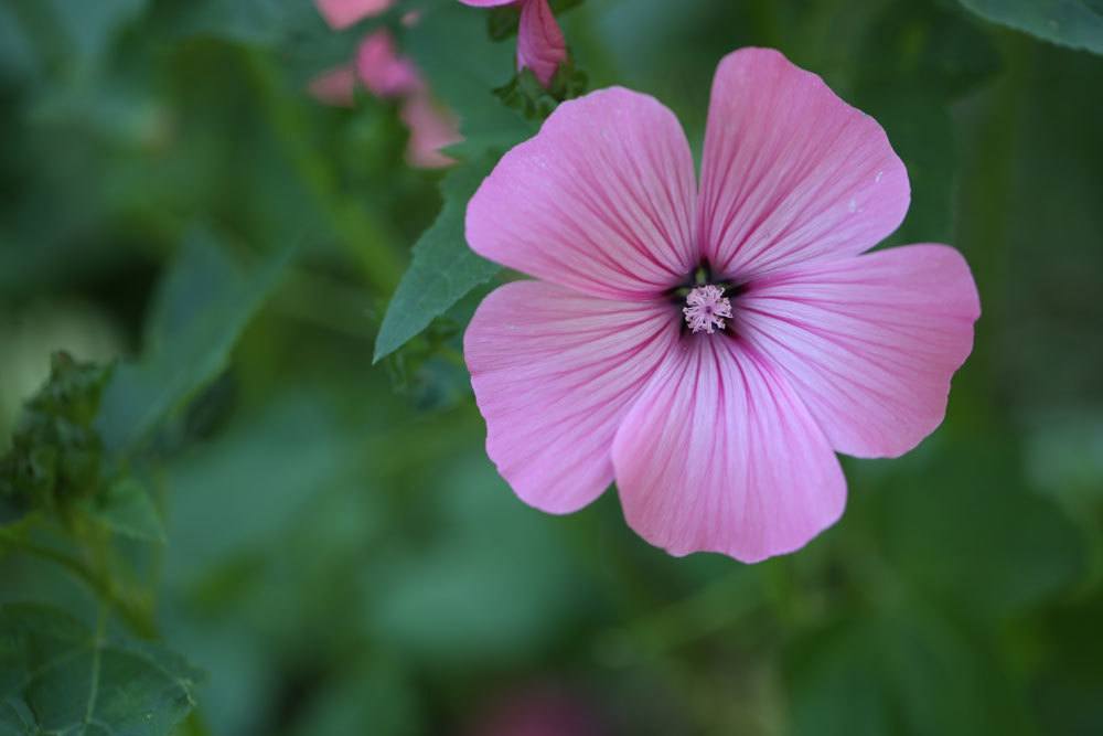 Buschmalve, Malva olbia