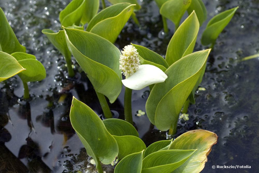 Drachenwurz, Calla palustris