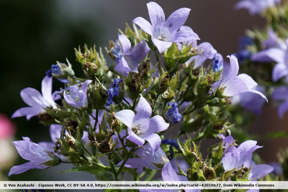 Garten-Dolden-Glockenblume. Campanula lactiflora