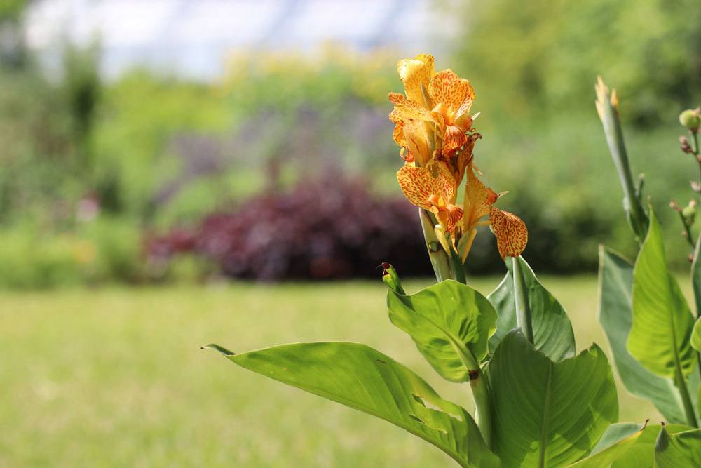 Canna im Topf überwintern