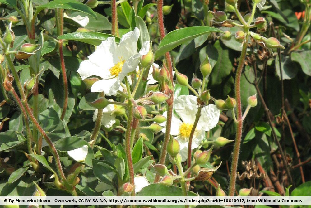 Lorbeerblättrige Zistrose, Cistus laurifolius