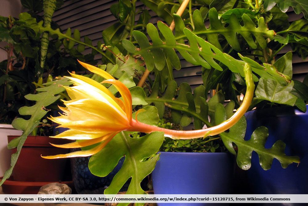 Sägeblattkaktus, Epiphyllum anguliger