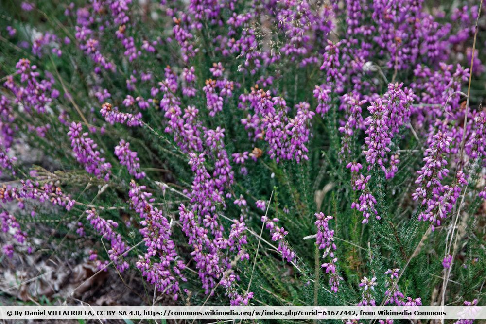 Graue Heide, Erica cinerea