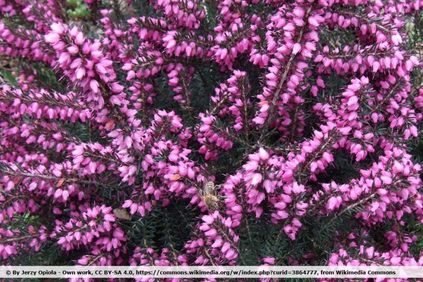 Ist Heide winterhart? 8 Sorten, die starken Frost vertragen
