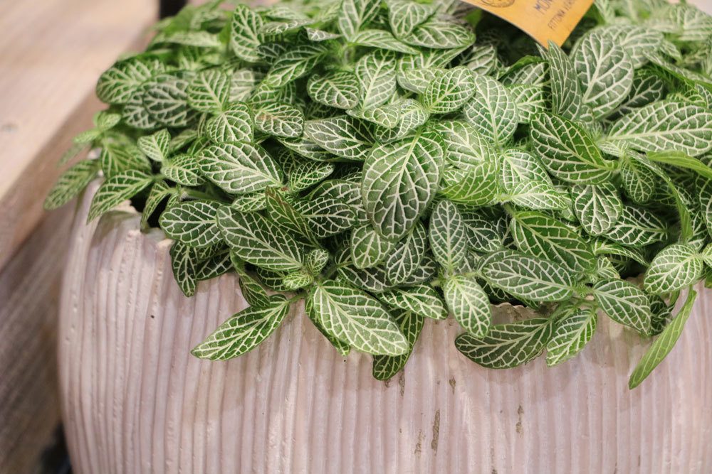 Mosaikpflanze, Fittonia verschaffeltii