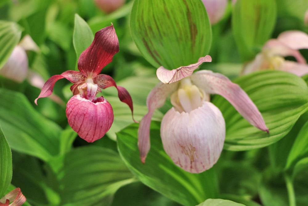 Frauenschuh Orchidee, Cypripedium x ventricosum