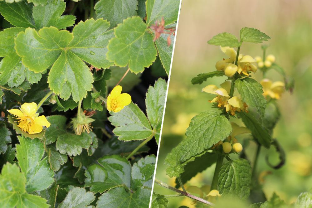 Goldnessel, Lamium galeobdolon; Waldsteinie, Waldsteinia ternata