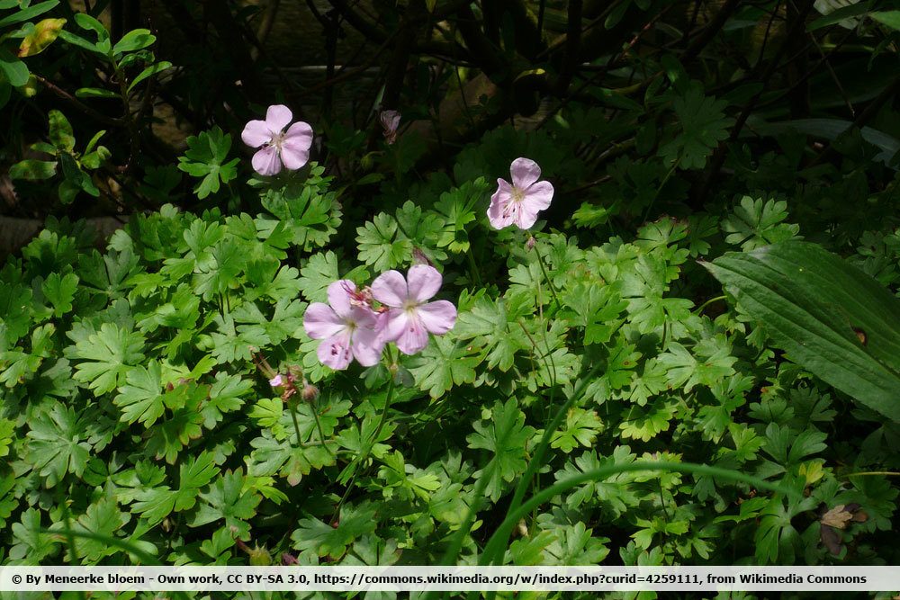 Dalmatinischer Storchschnabel, Geranium Dalmaticum