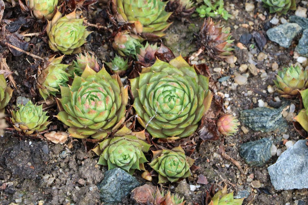 Echte Hauswurz, Sempervivum tectorum