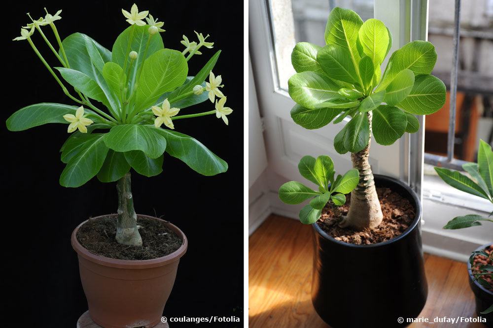 Hawaiipalme, Brighamia insignis