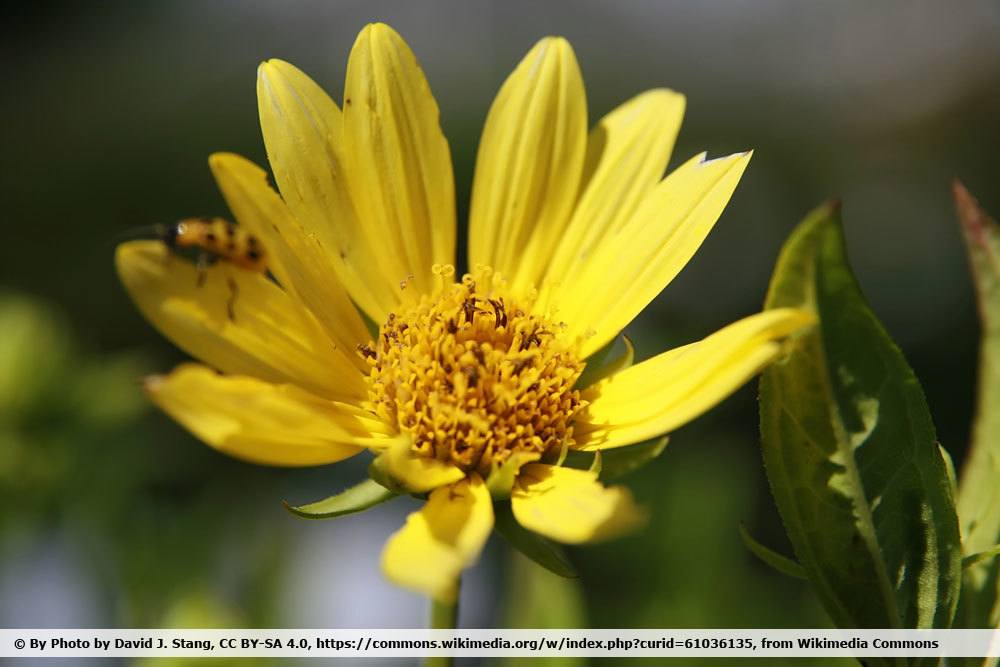 Helianthus microcephalus 'lemon queen'