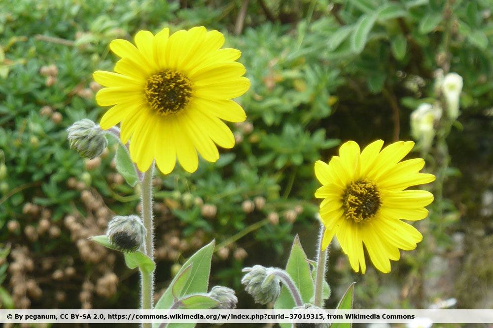 Helianthus mollis, Behaarte Sonnenblume