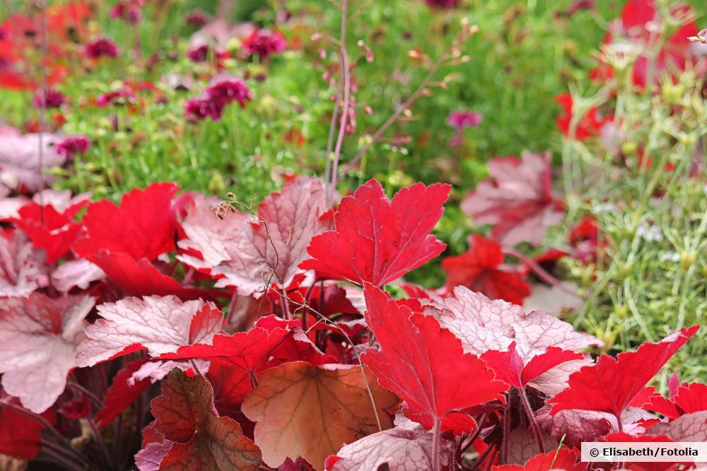 Silberglöckchen, Heuchera