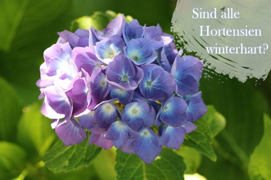 Sind alle Hortensien winterhart? 13 winterfeste Sorten