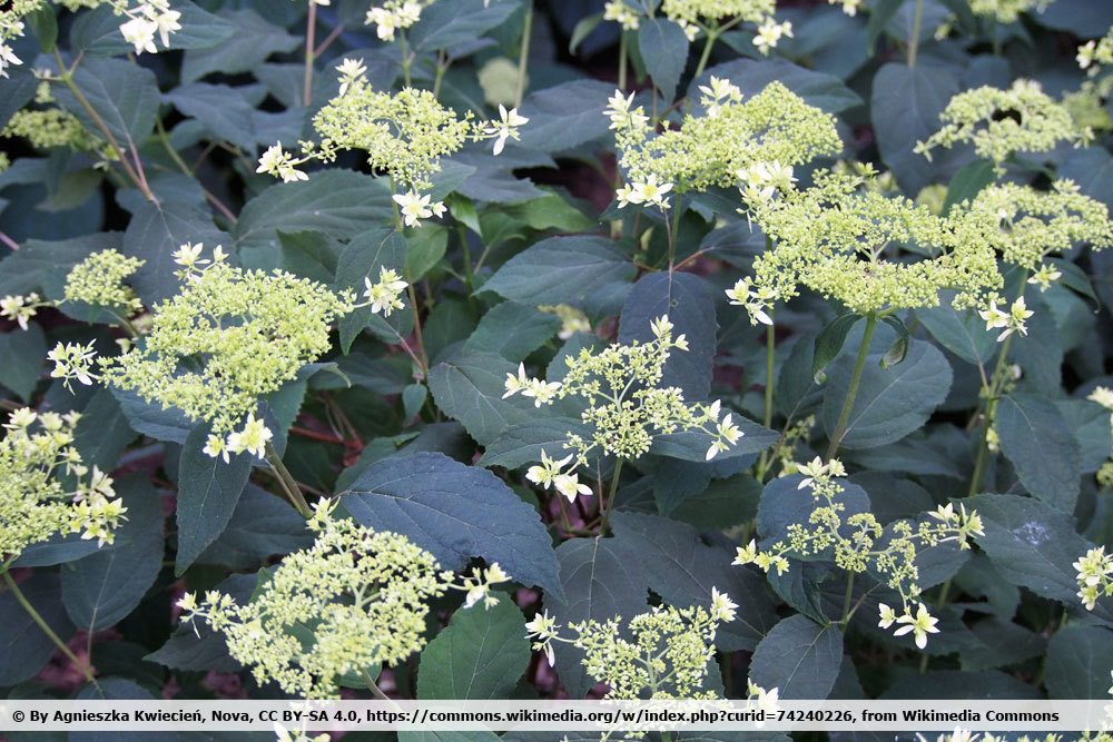 Schneeballhortensie, Hydrangea arborescens 'Hayes Starburst'