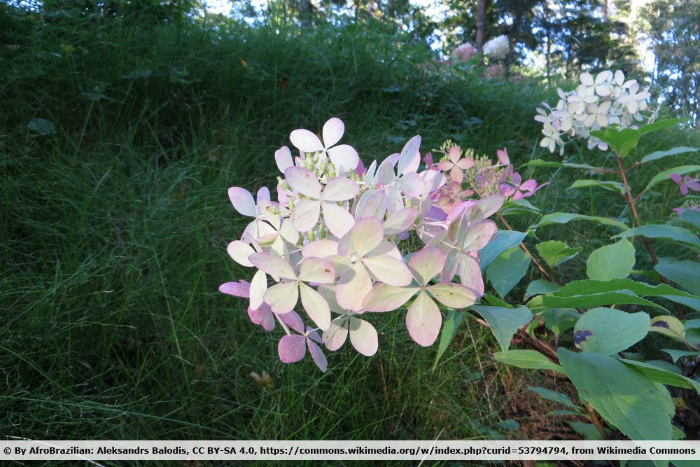 Rispenhortensie, Hydrangea paniculata 'Phantom'