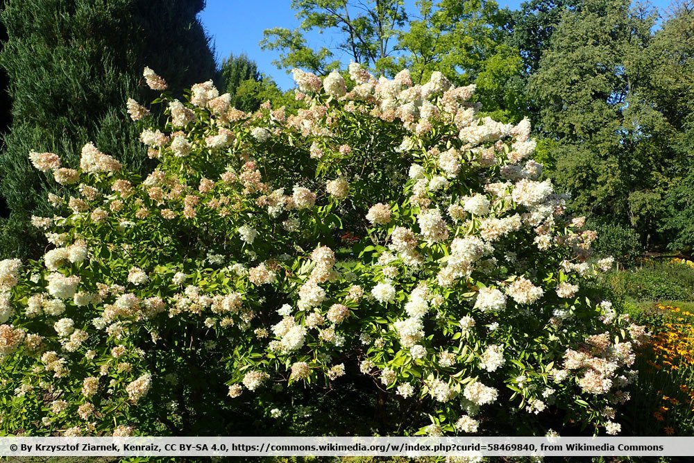 Rispenhortensie, Hydrangea paniculata 'Grandiflora'