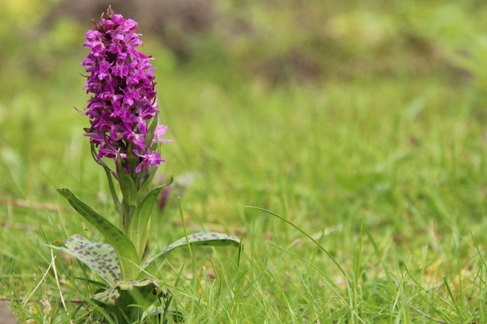 Breitblättriges Knabenkraut, Dactylorhiza majalis