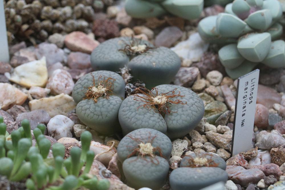 Lebende Steine, Lithops