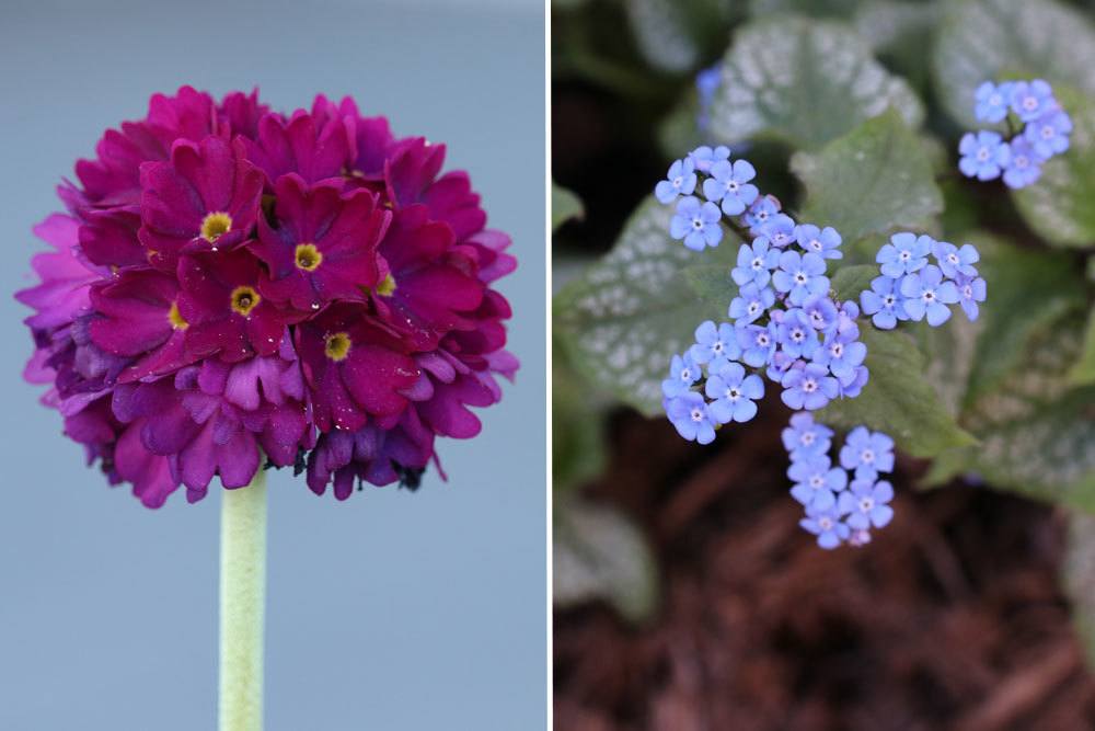 Kugel-Primel, Primula denticulata;Kaukasus-Vergissmeinnicht ,Brunnera macrophylla sind winterharte Stauden