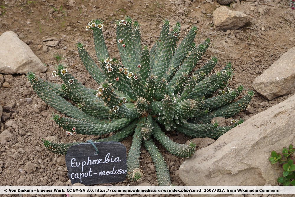 Medusenhaupt, Euphorbia caput-medusae