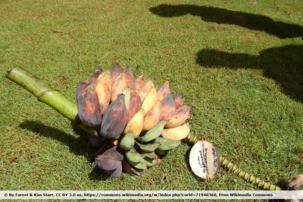 Früchte der echten japanischen Faserbanane