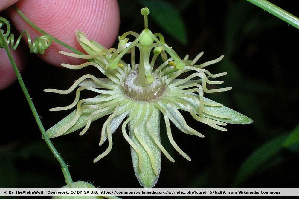 gelbe Passionsblume, Passiflora lutea ist winterhart