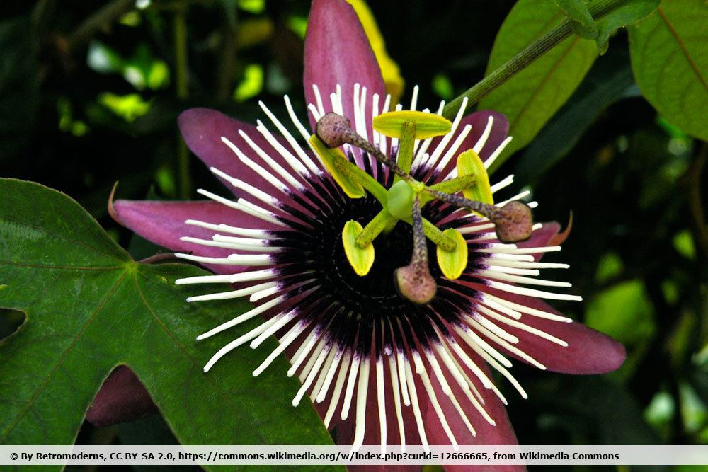 Passiflora violacea