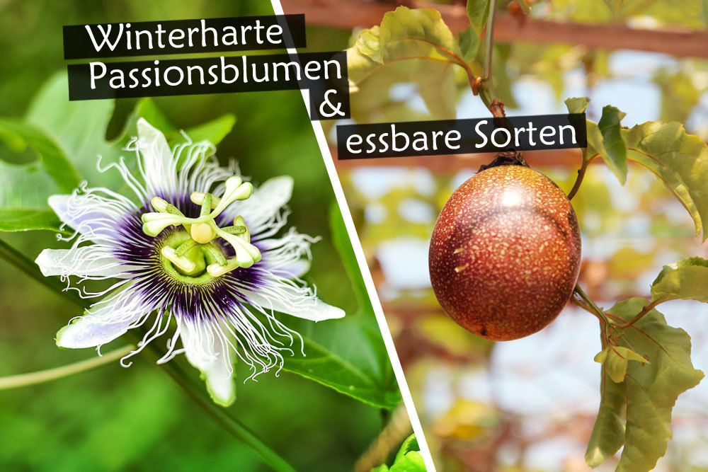 winterharte und essbare Passionsblumen