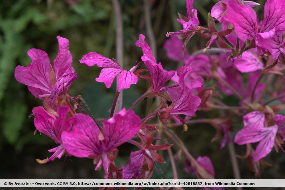 Pelargonium endlicherianum ist eine winterharte Geranie