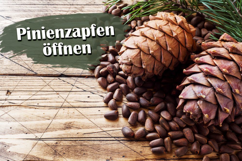 Pinienzapfen öffnen