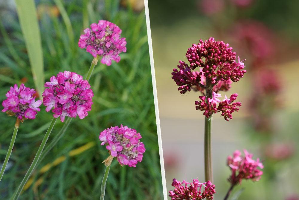 Grasnelke, Armeria alpina, Purpur-Scheinsonnenhut Echinacea purpurea